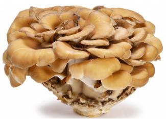 MAITAKE -Grifola frondosa