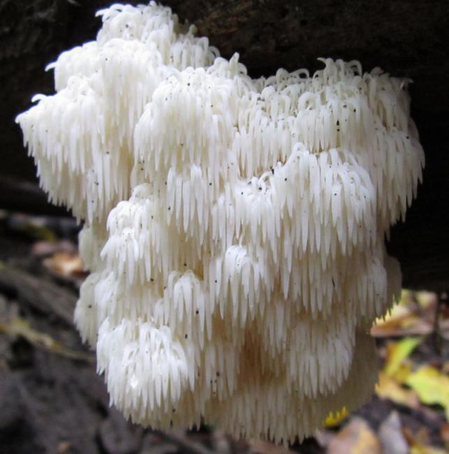 Hericium erinaceus ΟΤΙ HELLAS
