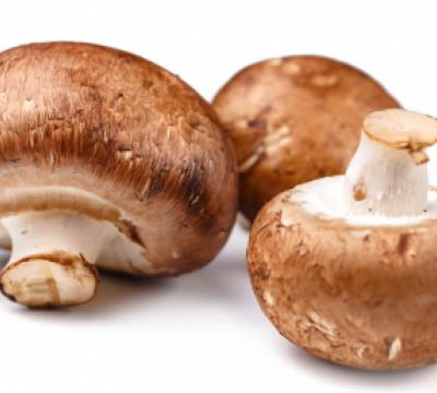 Micoimmuno Agaricus