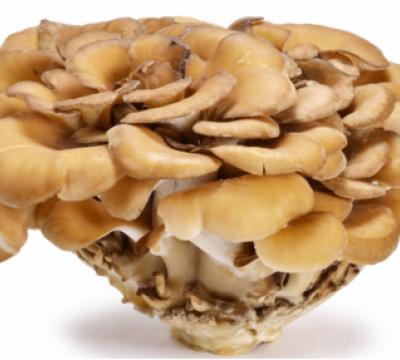 Micoimmuno Maitake